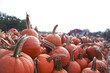 Halloween pumpkins ready for picking on a farm pumpkin patch during fall harvest, autumn scene