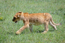 Lion Baby