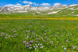 Fototapeta Natura - meadow with flowers