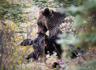 Wall Mural - grizzly bear in the wild