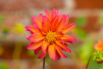 Wall Mural - Brightly Coloured Orange and Purple and Yellow Large headed wildflower