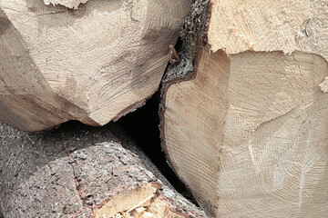 Wall Mural - felled log trunk, end of birch trunk uneven cut background base close-up