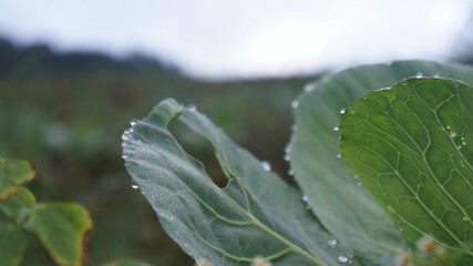 dew on a leaf