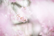 © Geisha Photography/Stocksy - soft sakura blossoms