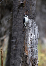 Female Downy Woodpecker Perched On A Tree