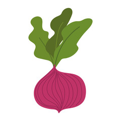 Poster - beetroot fresh vegetable isolated icon style