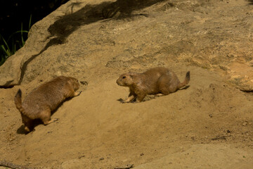 Sticker - The black-tailed prairie dog (Cynomys ludovicianus).