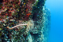 Mediterranean Fan Worm On A Coral Reef Wall