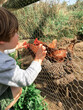 © Lucas Saugen Photography/Stocksy - Curious little boy sitting next to chicken coop.