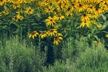 Natural Background With Beautiful Yellow Rudbeckia Flowers