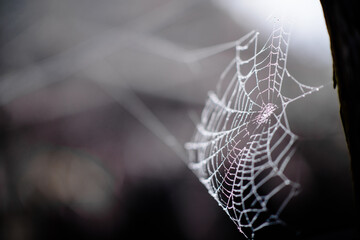 Spider web