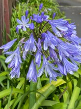 Photo Of The Flower Of Agapanthus