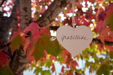 Heart that says Gratitude, hanging in a tree with fall, autumn colored leaves, Thanksgiving theme