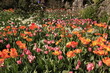 © Redwater Vectors - Photo of the flower of Tulips Tulipa