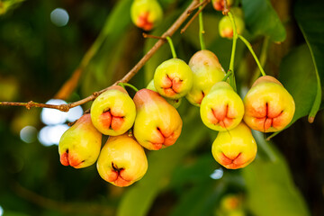 Wall Mural - Rose apples on tree