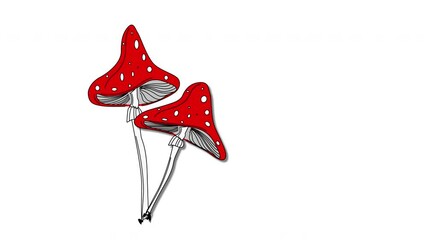 Wall Mural - Three fly agarica mushrooms appearing on white background. Copy space.