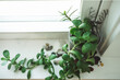 © Kristine Weilert/Stocksy - Aerial view of a plant sitting on a window sill