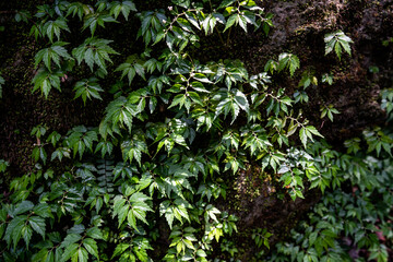  Close up green forest leaves growing on the rock.