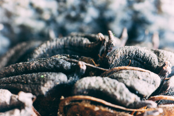 Magnolia grandiflora fruit