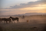 Fototapeta Konie - Wild horses run in foggy at sunset. Near Hormetci Village, between Cappadocia and Kayseri, Turkey