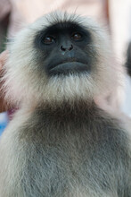 Sitting Gray Langur Or Hanuman Langur, The Most Widespread Monkey Of The Indian Subcontinent