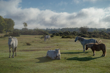 herd of horses