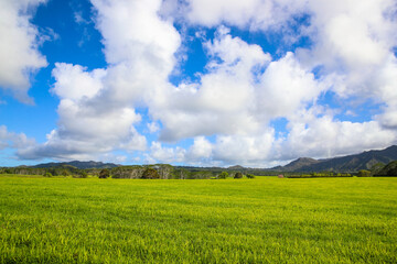 Jurassic  Ranch, Kauai, Hawaii
