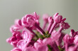 © DobrÔøΩÔøΩnska RenÔøΩÔøΩta/Stocksy - Lilac flower