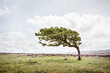 © James Ross Photography/Stocksy - Wind blown tree