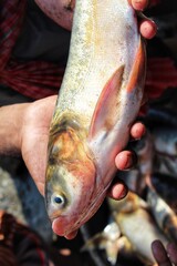 silver carp fish on hand silver carp fish culture and harvesting