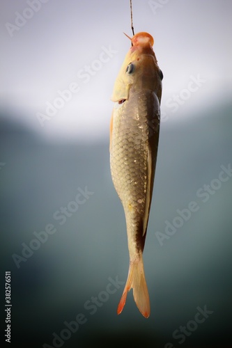 Fotomural common carp fish hang on hook fish caught with hook and line