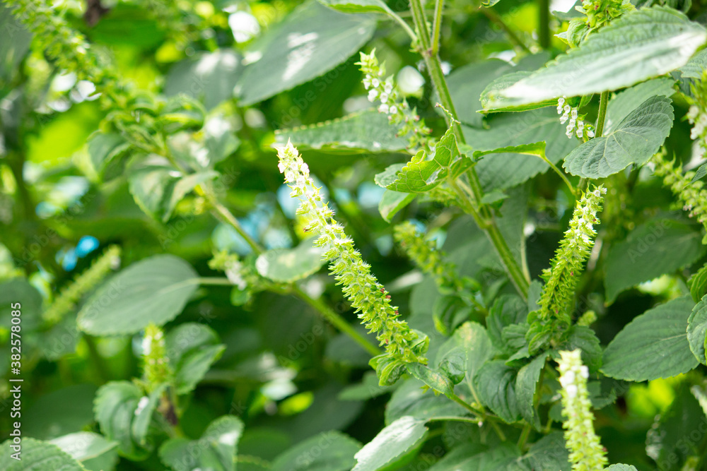 エゴマ 荏胡麻 学名 Perilla Frutescens シソ科 健康によいオイルの原料 日本 秋 東京で撮影 先端に白い花がついている Wall Mural Mimi Tokyo エゴマ 荏胡麻 学名 Perilla Frutescens シソ科 健康によいオイルの原料 日本 秋 東京で撮影 先端に白い花がついている Wall Mural Mimi Tokyo