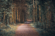 The Forest Path Is Illuminated By The Dappled Light Coming Through The Trees In This Dark And Moody Forest Scene.