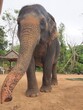 Éléphant de Thaïlande