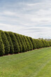 © Raymond Forbes LLC/Stocksy - Cool Hedge I saw Yesterday