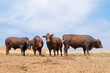Four stud Bonsmara bulls on a rural farm - South Africa.