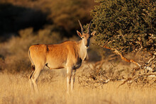 An Eland Antelope (Tragelaphus Oryx) In Natural Habitat, Mokala National Park, South Africa.