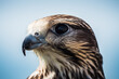 © Dietmar - Common Buzzard Head Close-Up