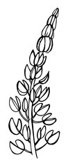 hand draw sketch wildflowers lupinus leaves, flowers, parts of the plant