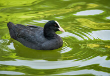 Detail Portrait Of An Eurasian Coot Or American Coot Swimming In Turquoise Water