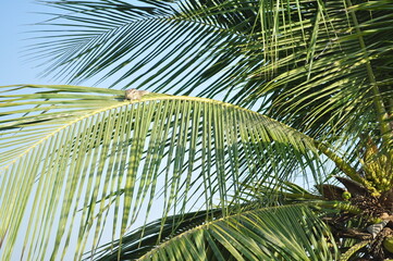 palm tree leaves