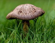 Brown Grey Mushroom On A Green Lawn.