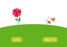 LIFE And DEATH Antonyms Word Card Vector Template. Flashcard For English Language Learning. Opposites Concept. The Flower Is Blooming, The Plant Has Withered.