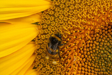 Wall Mural - Close up Macro of Bumble Bee Pollinating British Sunflowers. Walking on single sunflower head in bloom yellow flower and black seeds