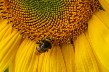 Wall Mural - Close up Macro of Bumble Bee Pollinating British Sunflowers. Walking on single sunflower head in bloom yellow flower and black seeds