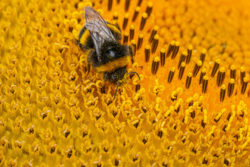 Wall Mural - Close up Macro of Bumble Bee Pollinating British Sunflowers. Walking on single sunflower head in bloom yellow flower and black seeds