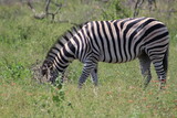 Fototapeta Sawanna - Photo taken in Kruger National Park