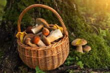 Edible Mushrooms Porcini In The Wicker Basket On Moss In Forest In Sunlight