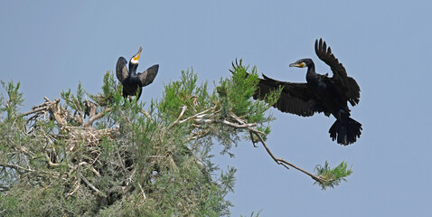 Wall Mural - fliegender Kormoran (Phalacrocorax carbo) - flying Great cormorant