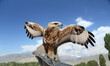 A Falcon trained to hunt spread its wings against the blue sky.
